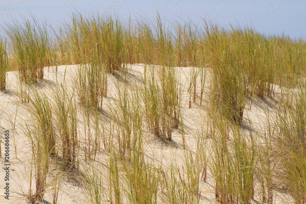 Dünenlandschaft mit Strandhafer Dünenlandschaft mit Strandhafer