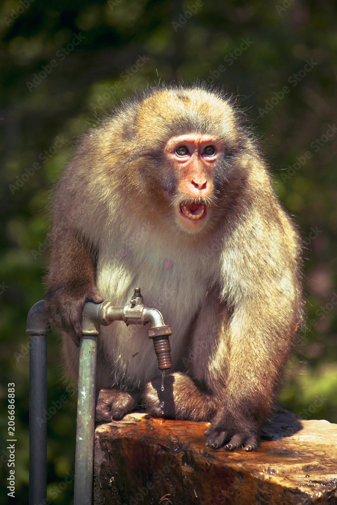 screaming monkey, macaque defends a precious water source in summer screaming monkey, macaque defends a precious water source in summer