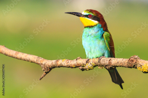 bee-eater sitting on a dry branch