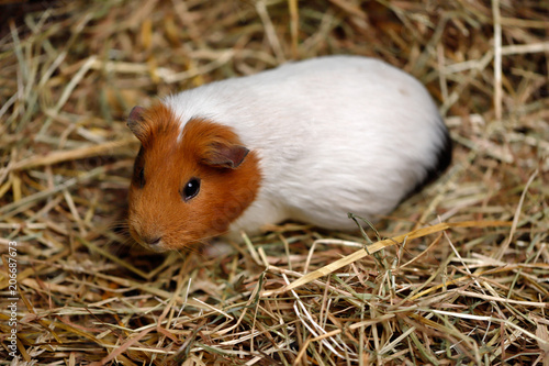 White-brown domestic guinea pig (Cavia porcellus) cavy on the straw