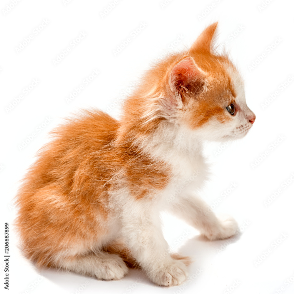 White cat deals with ginger spots