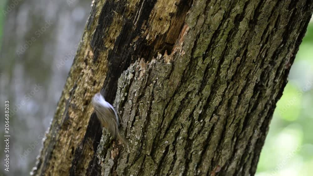 Eurasian treecreeper (Certhia familiaris) Eurasian treecreeper (Certhia familiaris)