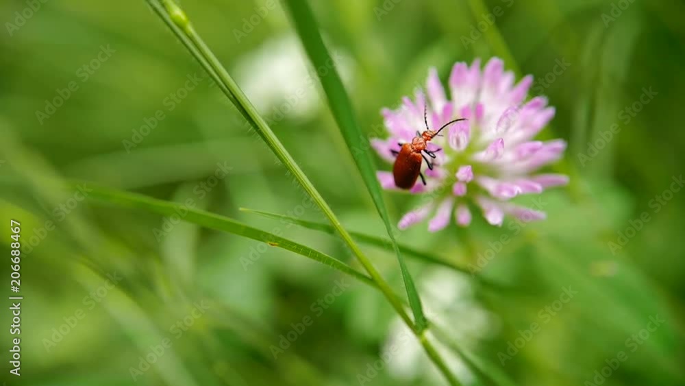 le vent souffle dans les buissons, un insecte passe d'un brin d'herbe sur une fleur. le vent souffle dans les buissons, un insecte passe d'un brin d'herbe sur une fleur.