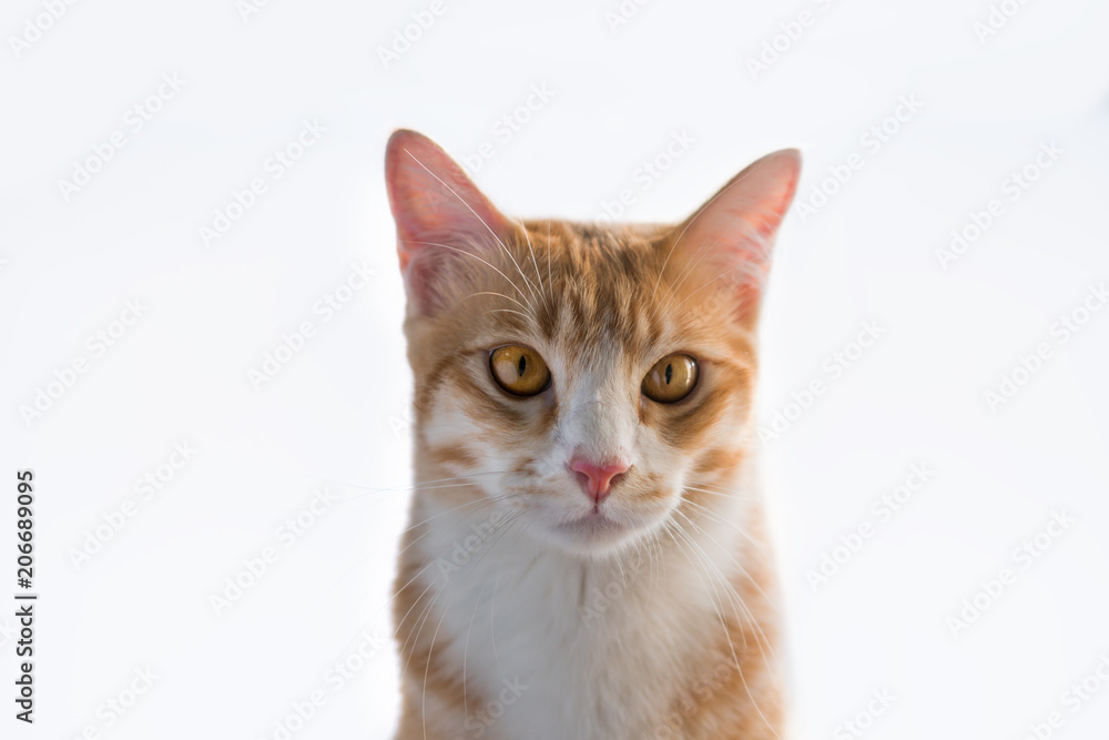The orange cat looks this way. The orange cat looks this way.