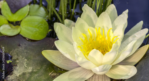 Nelumbo nucifera, also known as Indian lotus, sacred lotus, bean of India photo