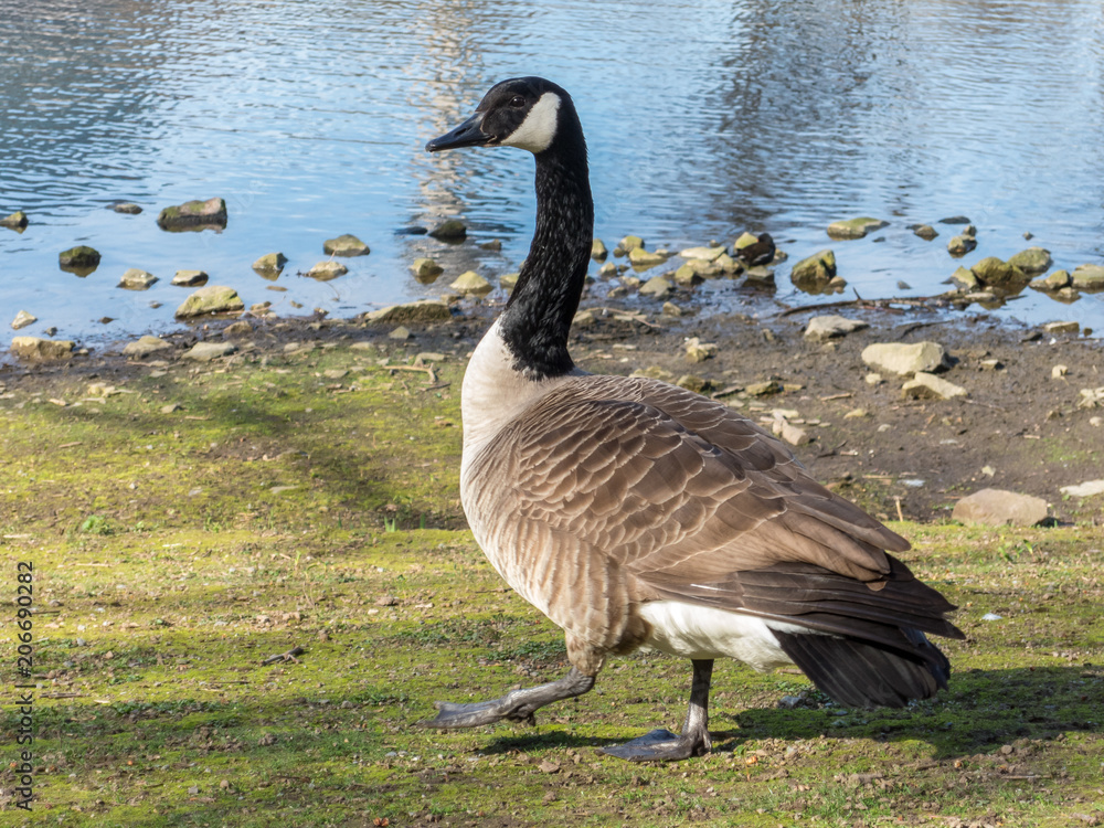 Canadian goose Canadian goose