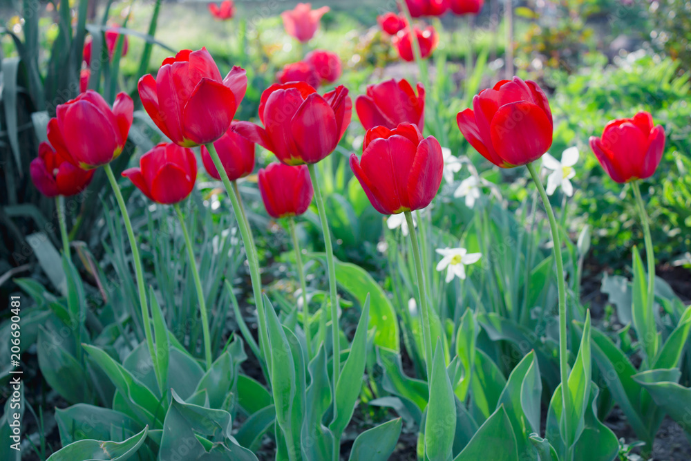 Red tulips on green background, flowers in garden Red tulips on green background, flowers in garden