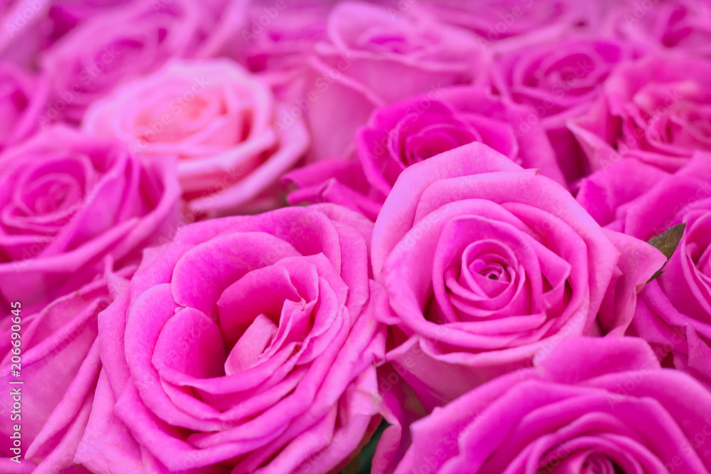 Close up view of a bouquet of a gently pink roses as background Close up view of a bouquet of a gently pink roses as background