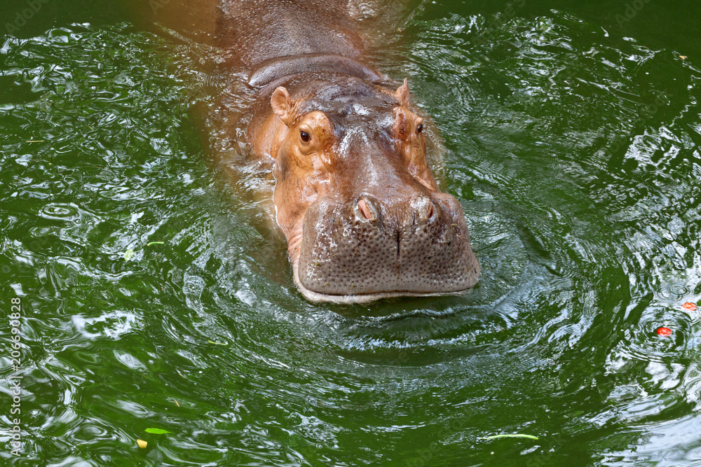 Obraz premium hippo / The hippopotamus, or hippo, mostly herbivorous mammal in sub-Saharan Africa.
