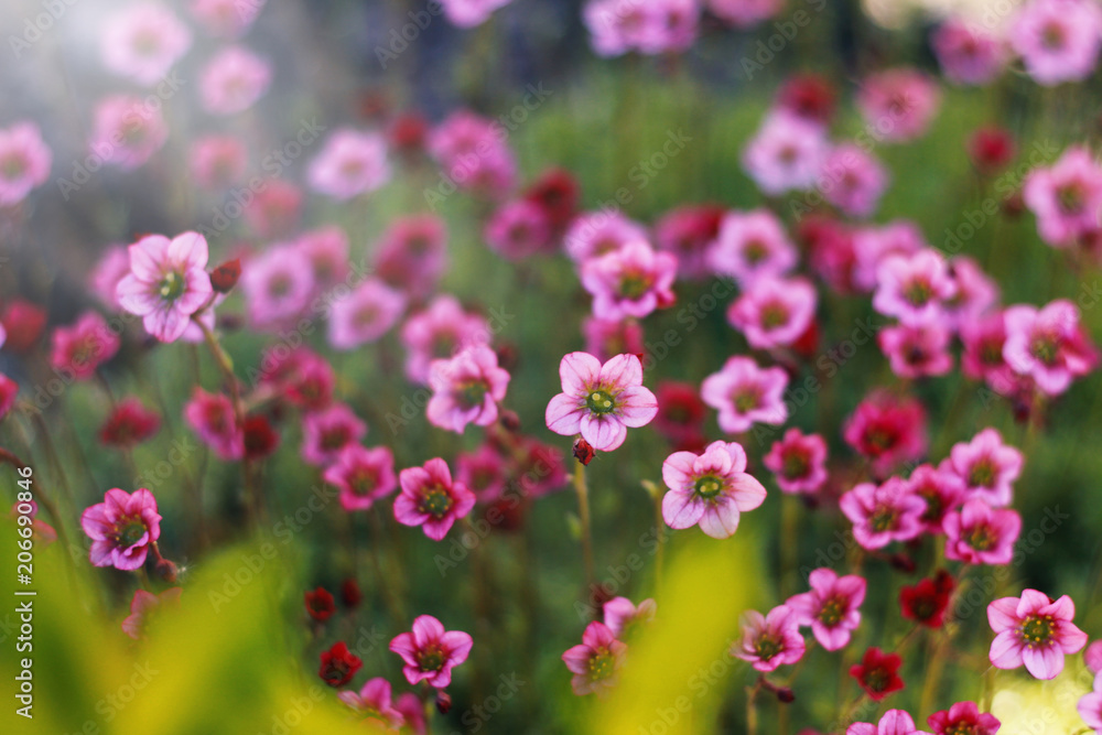 miniature pink flowers of flowering moss. toning miniature pink flowers of flowering moss. toning