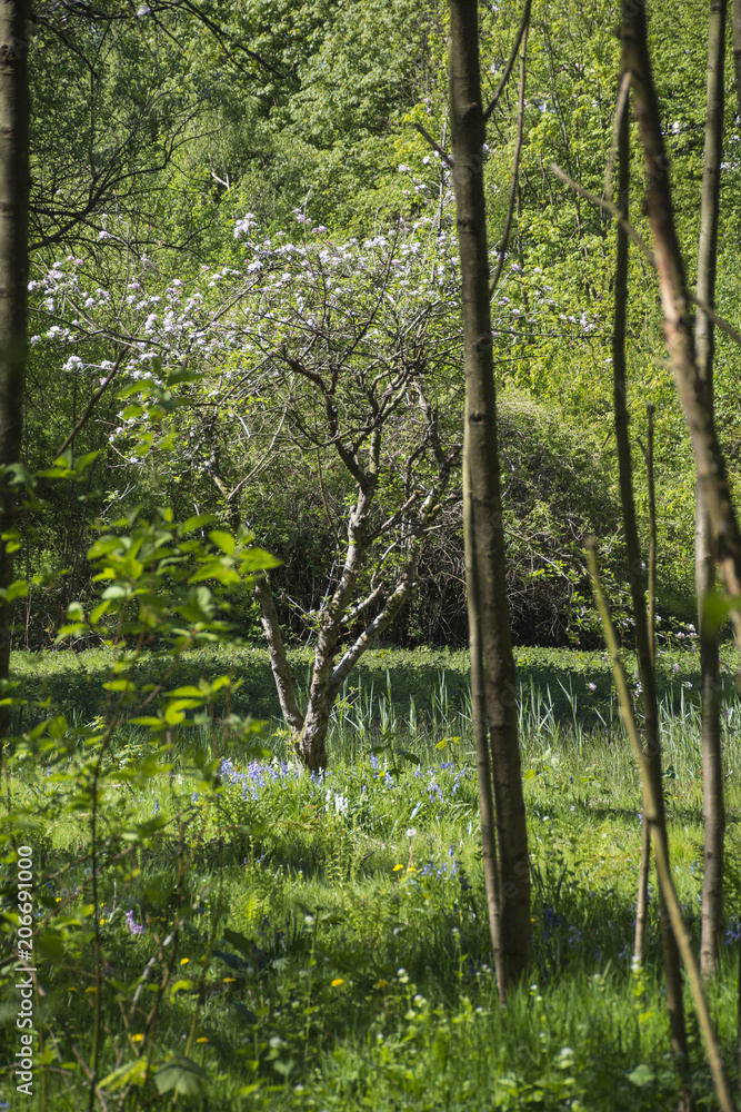 Fototapeta premium Obstbaum im Eppendorfer Moor