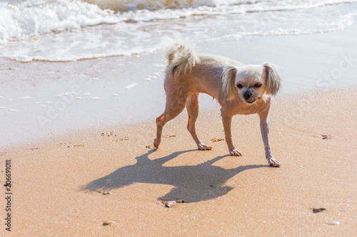 Dog running happy fun on beach when travel at sea © pongmoji