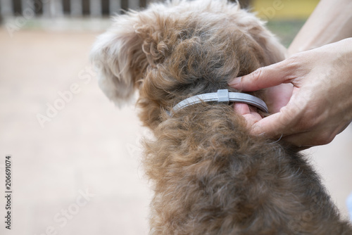 Fototapeta Naklejka Na Ścianę i Meble -  woman wearing a collar for dog, kill and repel tick and flea