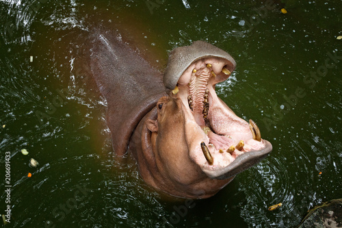 Hippo open his mouth in the water.