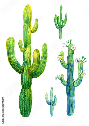 Cactus watercolor illustration of blooming saguaro on white background.