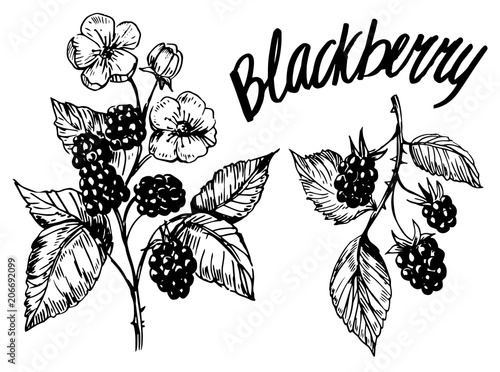Blackberry sketch
