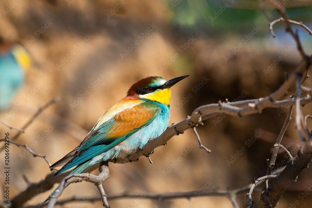 The European Bee-eater, Merops apiaster is sitting and showing off on a nice branch, during mating season The European Bee-eater, Merops apiaster is sitting and showing off on a nice branch, during mating season