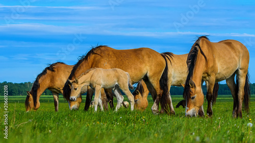 a herd of horses grazing on pasture © shymar27