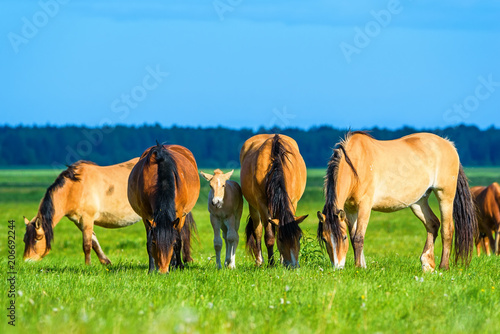 a herd of horses grazing on pasture
