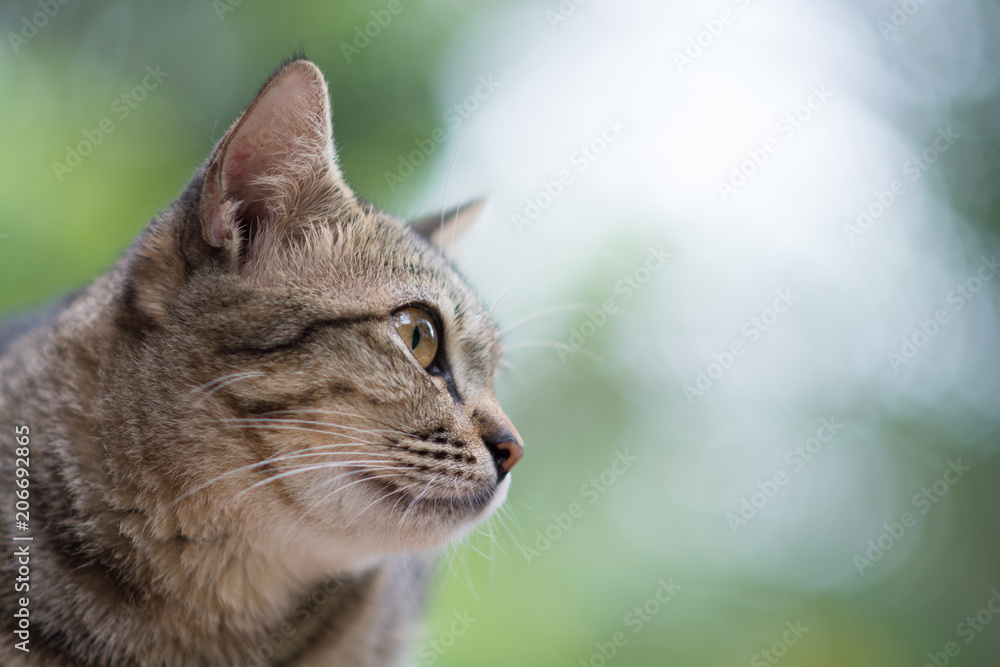 beauty full tiger cat 