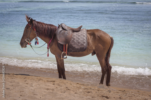 horse with a saddle standing still on the beach