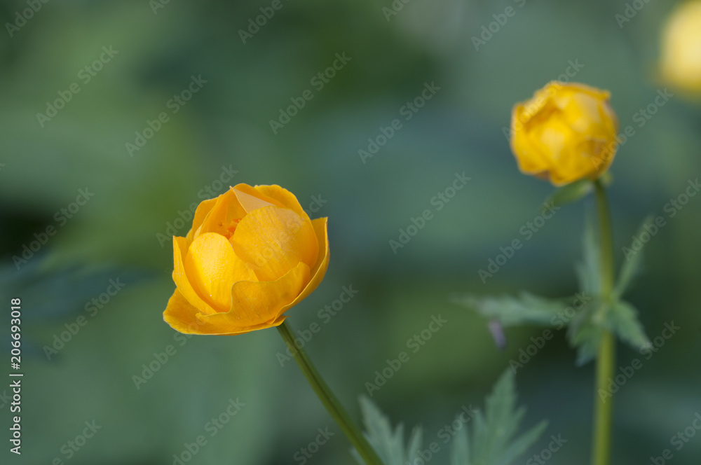Chinese globeflower (Trollius chinensis) close up Chinese globeflower (Trollius chinensis) close up