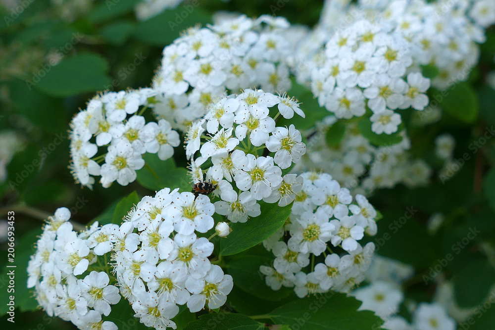 white flowers and bee, bee and flower, in spring white flowers and bee, bee and flower, in spring