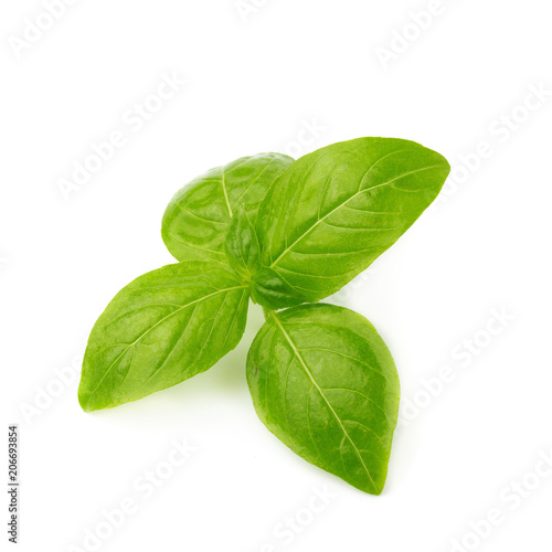 Close up of fresh green basil herb leaves isolated on white background. Sweet Genovese basil.