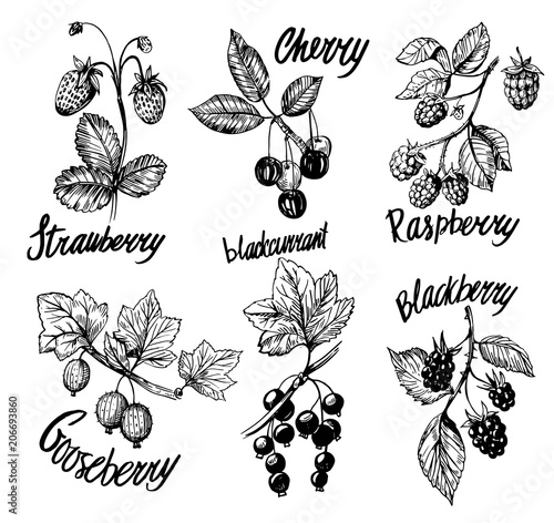 Berries sketch