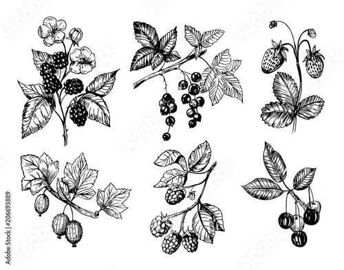 Berries sketch