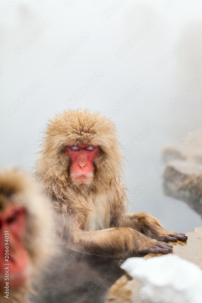 Naklejka premium Snow Monkeys