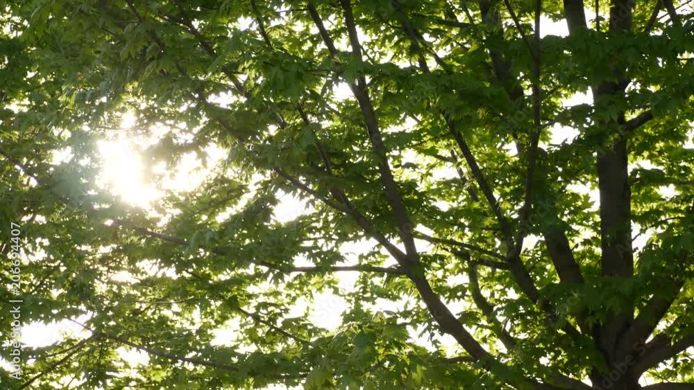 light shrining behind trees in the summer light shrining behind trees in the summer