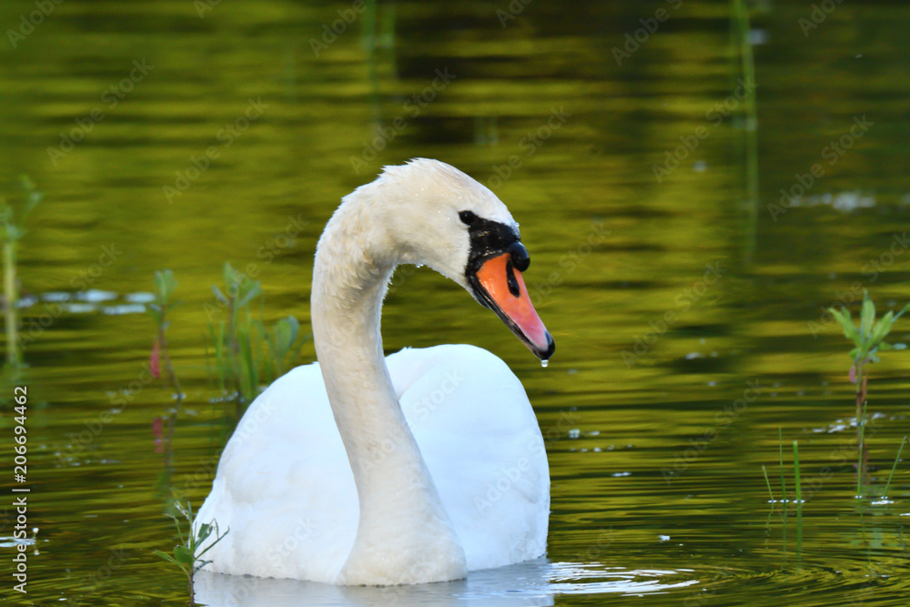 swan white close up portrait on lake water swan white close up portrait on lake water