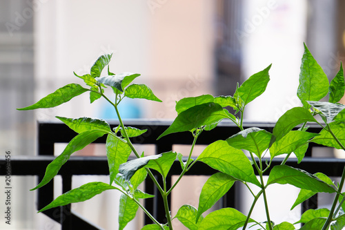Pepper leaves grow in the eaves.