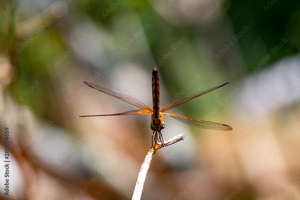 Yellow Dragonfly Perched On A Branch Top Of Tree, (selective focus) Yellow Dragonfly Perched On A Branch Top Of Tree, (selective focus)