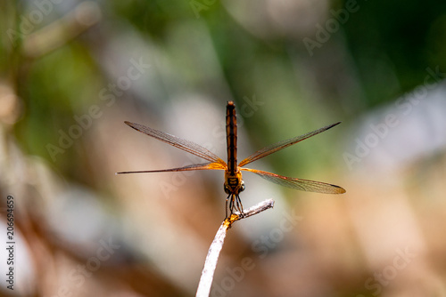 Yellow Dragonfly Perched On A Branch Top Of Tree, (selective focus)