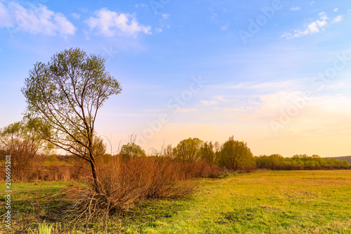 Willow trees in the meadow in the rays of the setting sun and the blue sky with white clouds. Meadow with burned grass in spring.