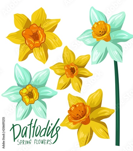 Fototapeta Naklejka Na Ścianę i Meble -  Daffodils. Spring flowers