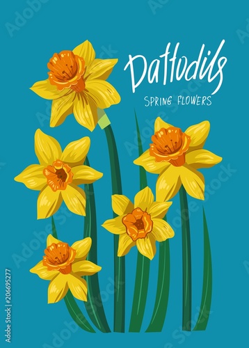 Fototapeta Naklejka Na Ścianę i Meble -  Daffodils. Spring flowers