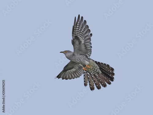 Common cuckoo (Cuculus canorus) photo