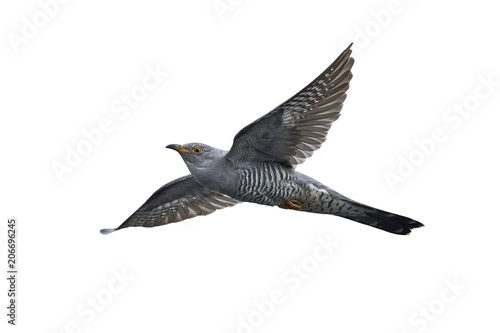 Common cuckoo (Cuculus cano...