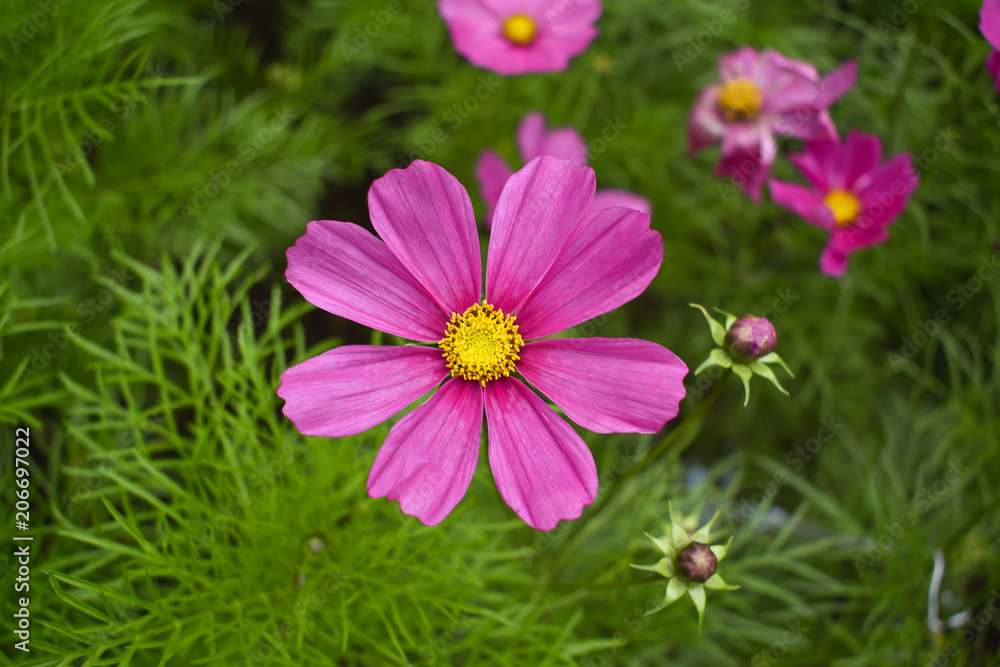 The colorful of cosmos flowers, beautiful flowers. The colorful of cosmos flowers, beautiful flowers.