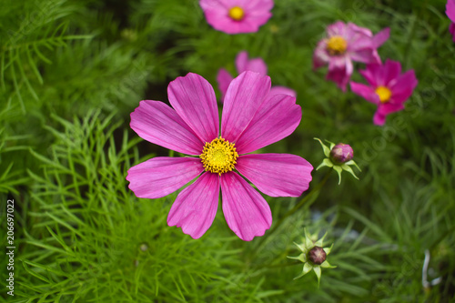 The colorful of cosmos flowers  beautiful flowers.