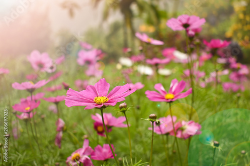 The colorful of cosmos flowers  beautiful flowers.