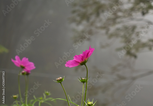 Cosmos flowers among the mist in the morning.
