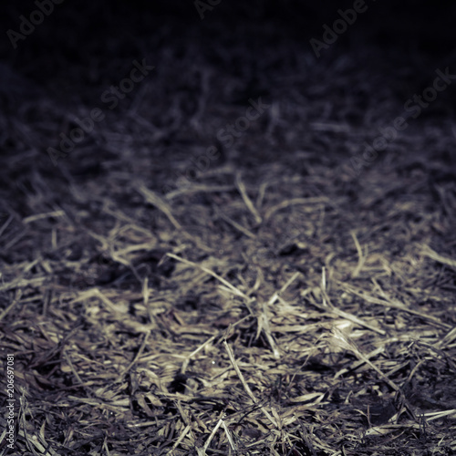 Texture of a dry grass.
