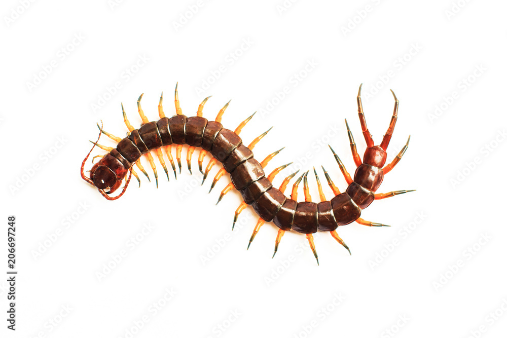 centipede isolate on white background centipede isolate on white background
