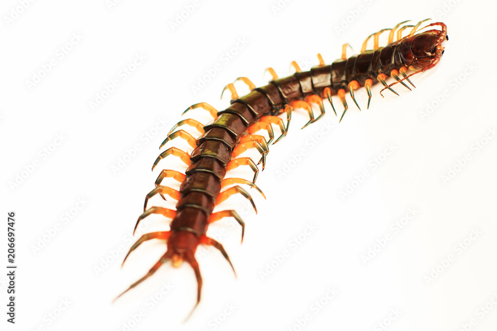 centipede isolate on white background centipede isolate on white background