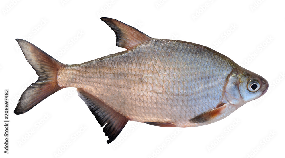 Live silver bream isolated on white background Live silver bream isolated on white background