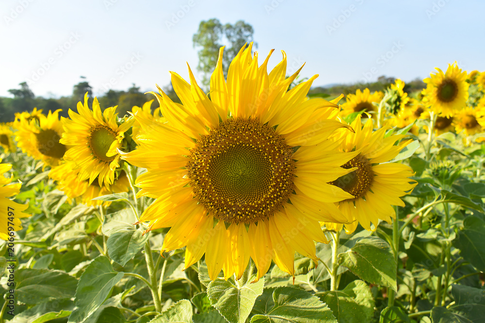 The field of sunflowers, closeup sunflowers. The field of sunflowers, closeup sunflowers.